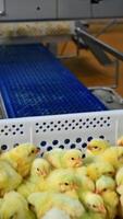 Boxes with chickens moving on conveyor line. Chicks in drawers vaccinating with automatic equipment. Modern poultry factory. Vertical video