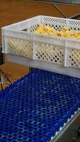 Box with newborn chicks on conveyor line. Agriculture of chickens. Interior of poultry manufacture. Production of poultry on a farm. Vertical video