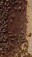 Honey frame left near the hive outdoors in the sun. Half of the honeycombs isn't sealed and covered with bees. Close up. Vertical video