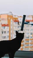 Washing window in the flat in the city. Scared cat sitting on a window sill and watching brush cleaning window from outdoors. Vertical video