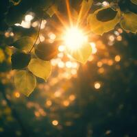 Nature background. Beautiful Sun shine through the blowing on wind tree green bokeh background leaves from nature forest the sun shines through leaves in the background photo