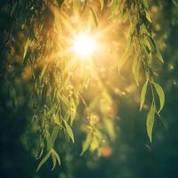 Nature background. Beautiful Sun shine through the blowing on wind tree green bokeh background leaves from nature forest,willow tree branches with sunlight and green leaves photo