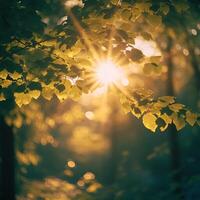 Nature background. Beautiful Sun shine through the blowing on wind tree green bokeh background leaves from nature forest sun shining through leaves in the forest photo