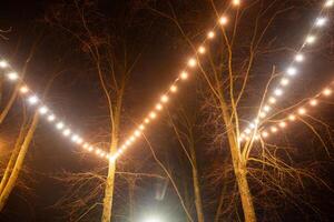 Strings of warm and white lights hang between tall, bare trees, illuminating their branches and creating a glowing canopy in the surrounding darkness. photo