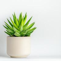 A potted succulent plant is shown in front of a white wall photo
