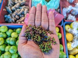 Andaliman or itir-itir is a typical Asian spice that comes from the outer skin of several types of plants belonging to the genus Zanthoxylum on hand. photo