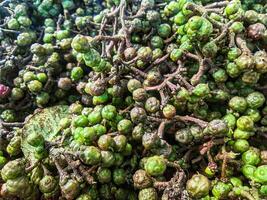 Andaliman or itir-itir is a typical Asian spice that comes from the outer skin of several types of plants belonging to the genus Zanthoxylum. photo