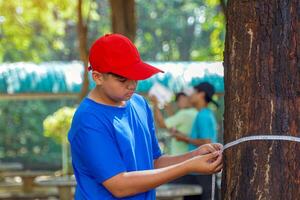 Asian child uses a tape measure to measure the circumference of a tree trunk. To study the carbon storage of trees. photo
