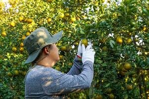 Gardeners wear white gloves to handle the oranges on the trees before harvesting. Soft and selective photo