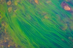 Pattern of Cladophora glomerata clinging to an underwater rock. It is a green algae found in clean fresh water sources and is an indicator of the quality of water cleanliness. photo