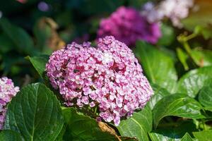 Hydrangea bushes are ornamental flowering plants and each species has different petals. Flower colors include white, pink, red, purple and blue. photo
