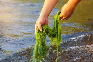 Hand holding Cladophora glomerata coming up from the river. It is a green algae found in clean fresh water sources and is an indicator of the cleanliness of the water. photo