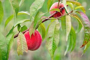 Luscious peaches hanging on a tree branch under soft sunlight in a summer orchard. Copy space. photo