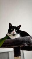 A black and white tuxedo cat lounges on a soft cat tree, gazing calmly at the camera against a neutral indoor background. photo