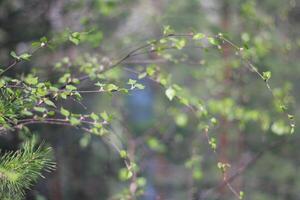 Young birch twigs and leaves on blurred background. Spring in the forest. photo