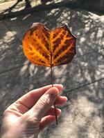 Hand holds a heart-shaped tree leaf through which beautiful sunlight passes, illuminating the texture of the leaf. photo