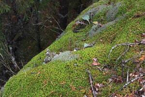 Forest hill covered with green moss and dry twigs fallen from the trees. photo