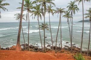 Palm trees on the coast of the island of Sri Lanka. photo