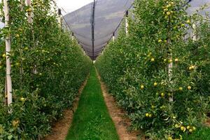 Well-maintained industrial apple orchards with rows of trees for large-scale fruit harvest photo