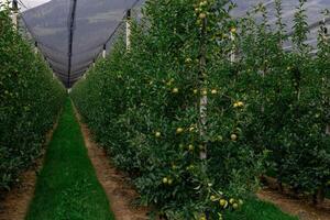 Neatly arranged trees in industrial apple orchards, showcasing extensive fruit cultivation photo