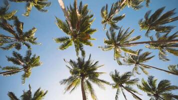 Calm atmosphere palm trees shot from below. Pov you are lying on the ground looking at a coconut tree. Serene and chill vibes at the beach video