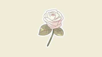 Romantic White Rose Animation Loop with Soft Background in 4K video