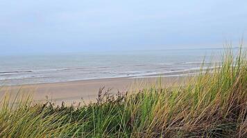 Coastal view of Zandvoort beach in the Netherlands, scenic Zandvoort beach with sand dunes and calm sea in the distance. video