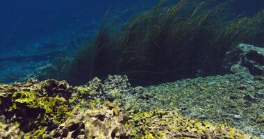 Underwater view of the clear freshwater lake with algae and stones in sunny day video