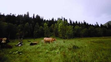Aerial view high-speed flight on a sports drone over a mountain pasture where cows graze. High-altitude pasture in a mountain gorge surrounded by forest and grass video