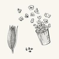 Sketch of a pile of Popcorn corn, Corn cob and grain on isolated background in vintage engraving style. Hand drawn doodle with fried and fresh kernels for design, logo, sign, label. Food, snack vector