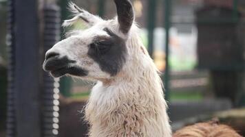Llama stands calmly in the enclosure at the zoo video