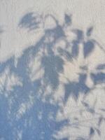 Vertical background with shadows of foliage cast against a textured wall on a sunny day photo
