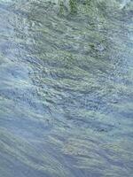 Gentle ripples on a lake with algae surface reflecting nature's tranquility in a serene environment. Vertical background photo