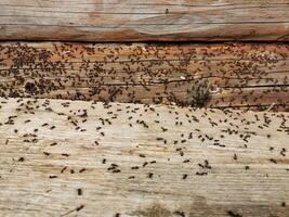 Busy ants swarm over weathered wooden surface in a natural setting. Invasion of ants and insect control concept. photo