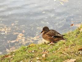 A brown duck resting by the water's edge on a calm autumn day near a serene pond photo