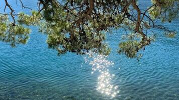 Sunlight sparkles on the surface of clear blue water, viewed through pine tree branches photo