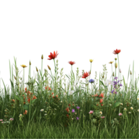 Beautiful Grassy Field with Flowers and Grass On Transparent Background png