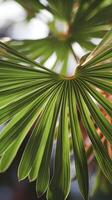 Vibrant green leaf with veins showcased under soft lighting against blurred background Vertical Mobile Wallpaper photo
