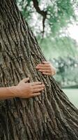 Hands hug tree bark peaceful connection to nature and tranquility Vertical Mobile Wallpaper photo