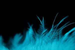 White feather texture abstract on black background, bird feather, soft natural texture on dark background photo