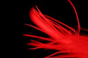 Red texture abstract on black background, bird feather in macro, dark background photo