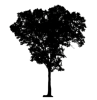 tree silhouette on transparent background and foliage in summer with cut path and alpha channel, high resolution png
