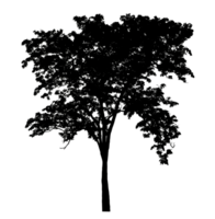 tree silhouette on transparent background and foliage in summer with cut path and alpha channel, high resolution. png