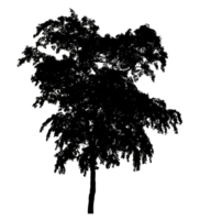 Isolated tree silhouette on transparent background with intersection and alpha channel png