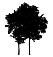 trees silhouette on transparent background and foliage in summer with cut path and alpha channel, high resolution png