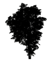 tree silhouette on transparent background and foliage in summer with cut path and alpha channel png