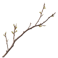 Isolated Branch Nature's Elegant Design art twig isolated on transparent background png