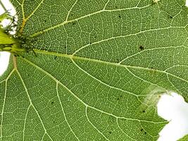 Single grape leaf in the close macro photo