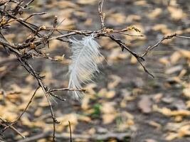 Small white bird feather on a branch. A white feather hangs on a dry bush. Close-up on a soft background photo