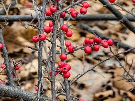 Branches with red berries, Latin name Cotoneaster Horizontalis photo